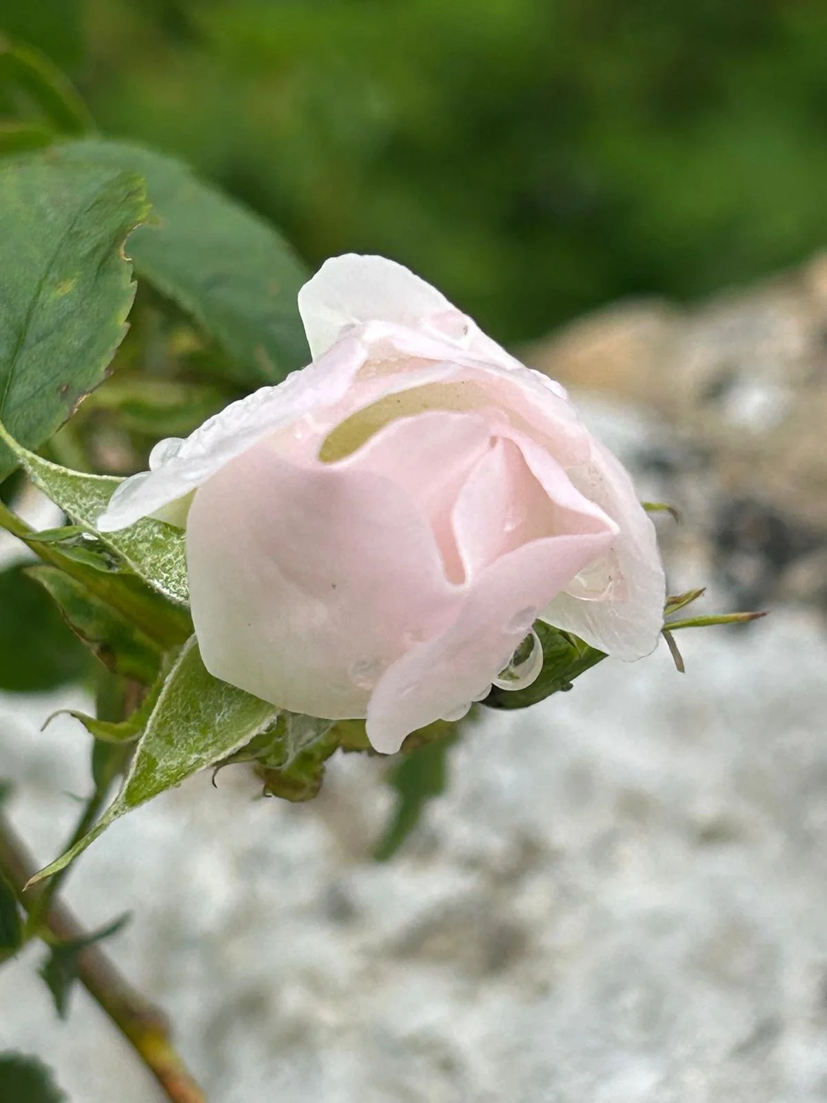 A pale pink rose growing against an old stone wall